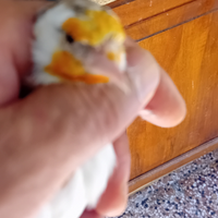 Cardellina mayor bruna