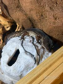 Geco Leopardino