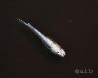 Pesci medaka (mangia zanzare)