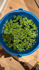 Pistia Striatotes (Lattuga d’acquario)
