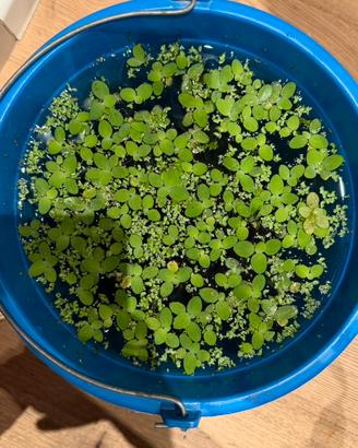 Pistia Striatotes (Lattuga d’acquario)