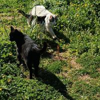Lavoro come badante donna delle pulizie a Verona