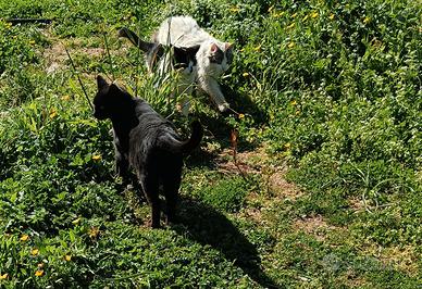 Lavoro come badante donna delle pulizie a Verona