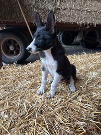 Cuccioli di border collie e pastore svizzero