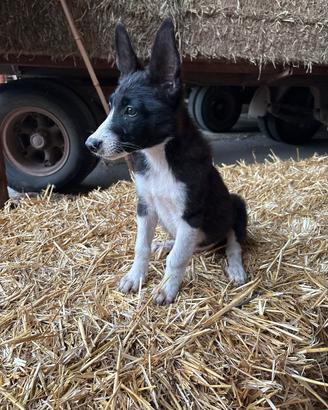 Cuccioli di border collie e pastore svizzero