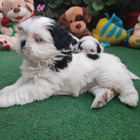 Shih Tzu