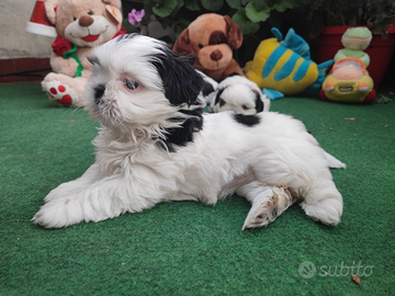 Shih Tzu
