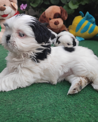 Shih Tzu