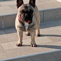 Dante pronto per la sua prima monta