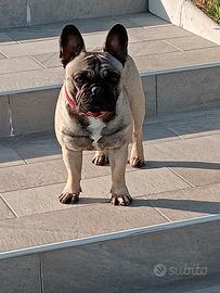 Dante pronto per la sua prima monta