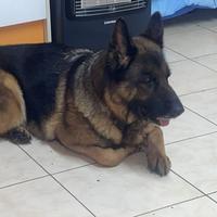 Pastore tedesco femmina