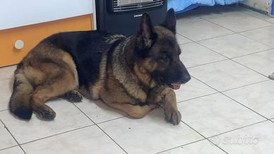 Pastore tedesco femmina