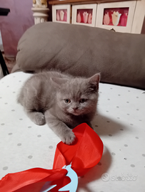 Gattini Scottish Straight