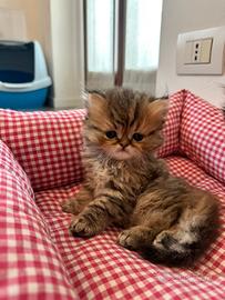Gatto persiano