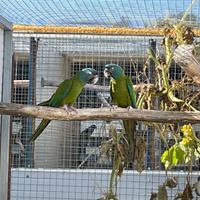 Pappagallo ara Couloni