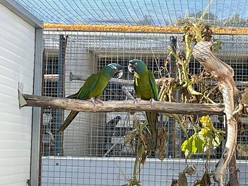 Pappagallo ara Couloni