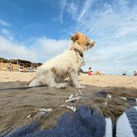 Maschio per accoppiamento