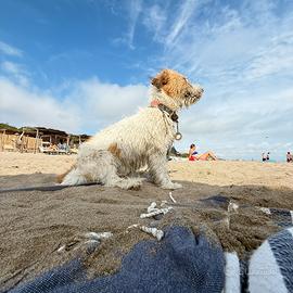 Maschio per accoppiamento