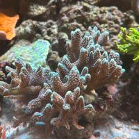 Talee corallo sps seriatopora bird of paradise