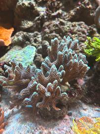 Talee corallo sps seriatopora bird of paradise