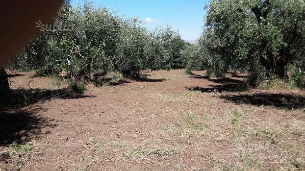 Caratteristico terreno con casa, a Timmari - Vista 2