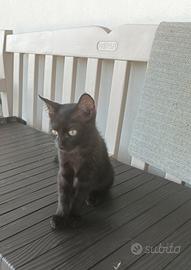 Gattina nera