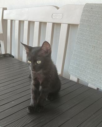 Gattina nera