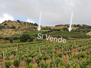Terreno Agricolo Vigneto e Uliveto