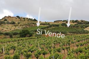 Terreno Agricolo Vigneto e Uliveto