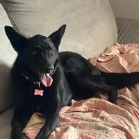 Una nuova casa per musa, incrocio pastore belga