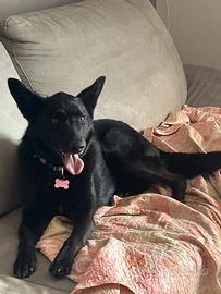 Una nuova casa per musa, incrocio pastore belga