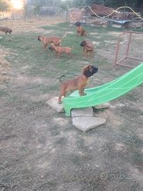 Cucciolo di 90 giorni