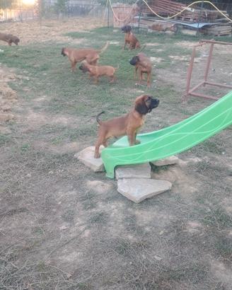 Cucciolo di 90 giorni