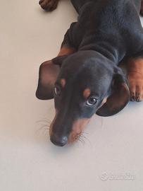 Cucciolo bassotto