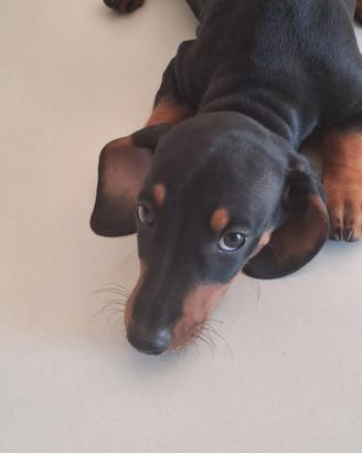 Cucciolo bassotto