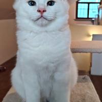 Ragdoll cucciolo con pedigree