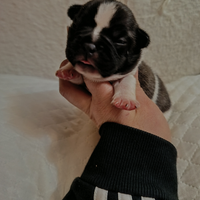 Bouldogue francese