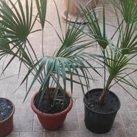 Palma nana Chamaerops Humilis