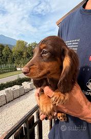 Bassotto pelo lungo nano pedigree enci