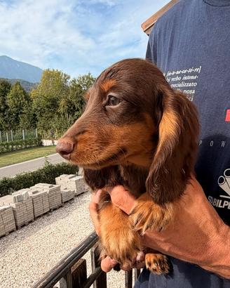 Bassotto pelo lungo nano pedigree enci