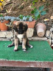 cane da pastore del Caucaso Con pedigree enci.