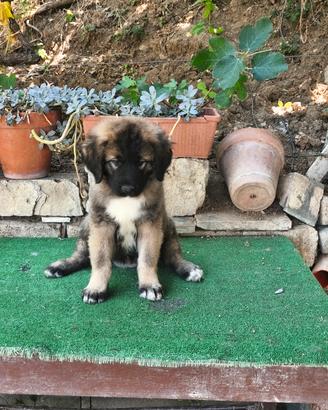 cane da pastore del Caucaso Con pedigree enci.