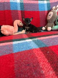 Chihuahua mini toy
