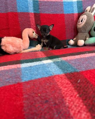 Chihuahua mini toy