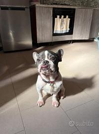 R.egalo bulldog francese femmina