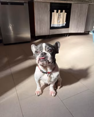 R.egalo bulldog francese femmina