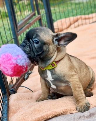 Cuccioli Bulldog Francese