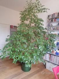 splendido ficus benjamin