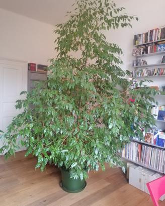 splendido ficus benjamin