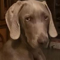 Cucciolo maschio braco weimaraner di 8 mesi